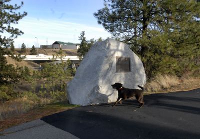 Montana the chocolate Lab chases her shadow that is reflected on the Washington-Idaho state line boulder marker just west of the Spokane River on the Centennial Trail. Interstate 90 and Cabela’s are in the distance across the river. (J. BART RAYNIAK / The Spokesman-Review)