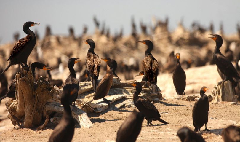 Thousands of these double-crested cormorants have settled on East Sand Island near Chinook, Wash. in the Columbia River, helping to turn what was supposed to be a peaceful home to a large, relocated colony of Caspian terns into a salmon-gobbling war zone of sorts in the battle to protect threatened fish. Photographed on August 12, 2011. (Steve Ringman / AP Photo/The Seattle Times)