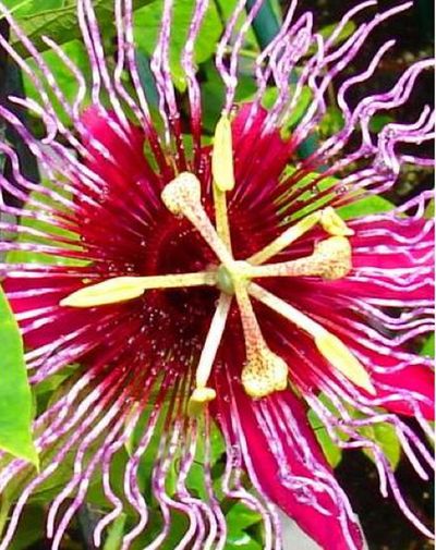 The Passiflora Crimson Tears will be among plants for sale.Photo courtesy of Janis Saiki (Photo courtesy of Janis Saiki / The Spokesman-Review)