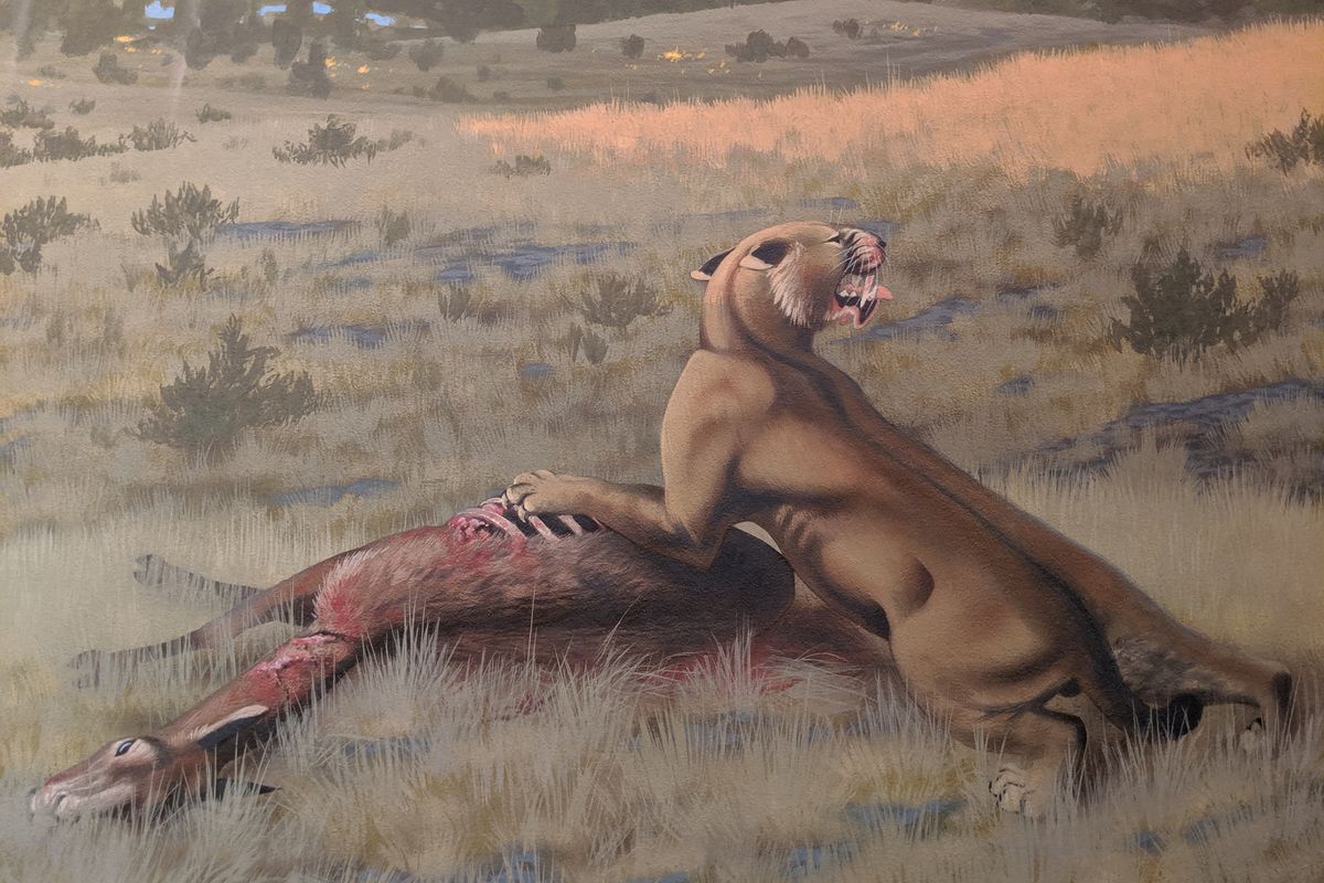 A depiction by artist Roger Witter shows a Machairodus lahayishupup eating a Hemiauchenia, a camel relative. The image is part of a mural of the Rattlesnake Formation of central Oregon. The mural is exhibited at John Day Fossil Beds National Monument.  (Courtesy of The Ohio State University)