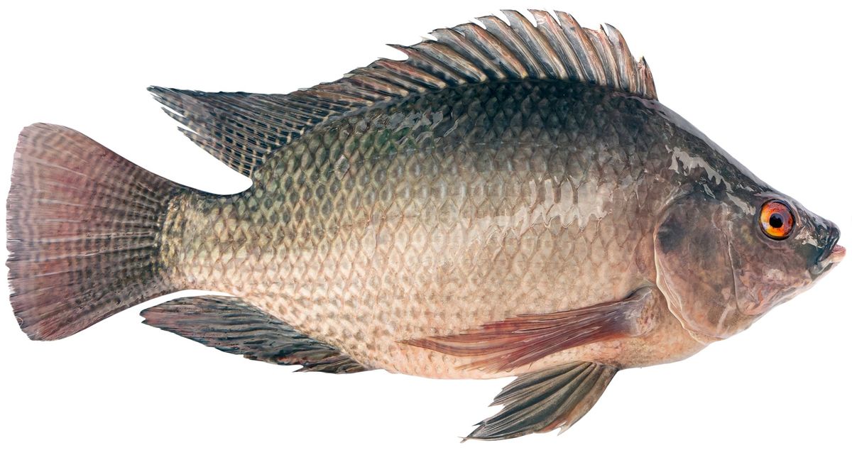 Oreochromis niloticus on white background. white clipping path.  (Shutterstock)