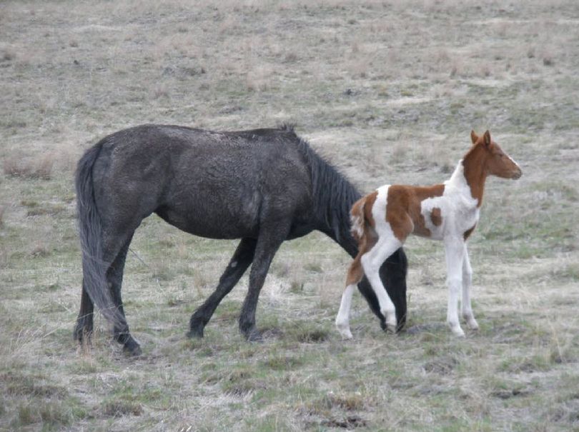 The first wild horse born on Montana's Wildhorse Island in more than a century stands next to her mother. The unexpected birth pushes the population past the maximum called for in the management plan for the state park, but Montana Fish, Wildlife and Parks says the foal will live out her life on the Flathead Lake island. Photo courtesy of JERRY SAWYER, Montana Fish, Wildlife and Parks.
 (Jerry Sawyer / Montana Fish, Wildlife and Parks)