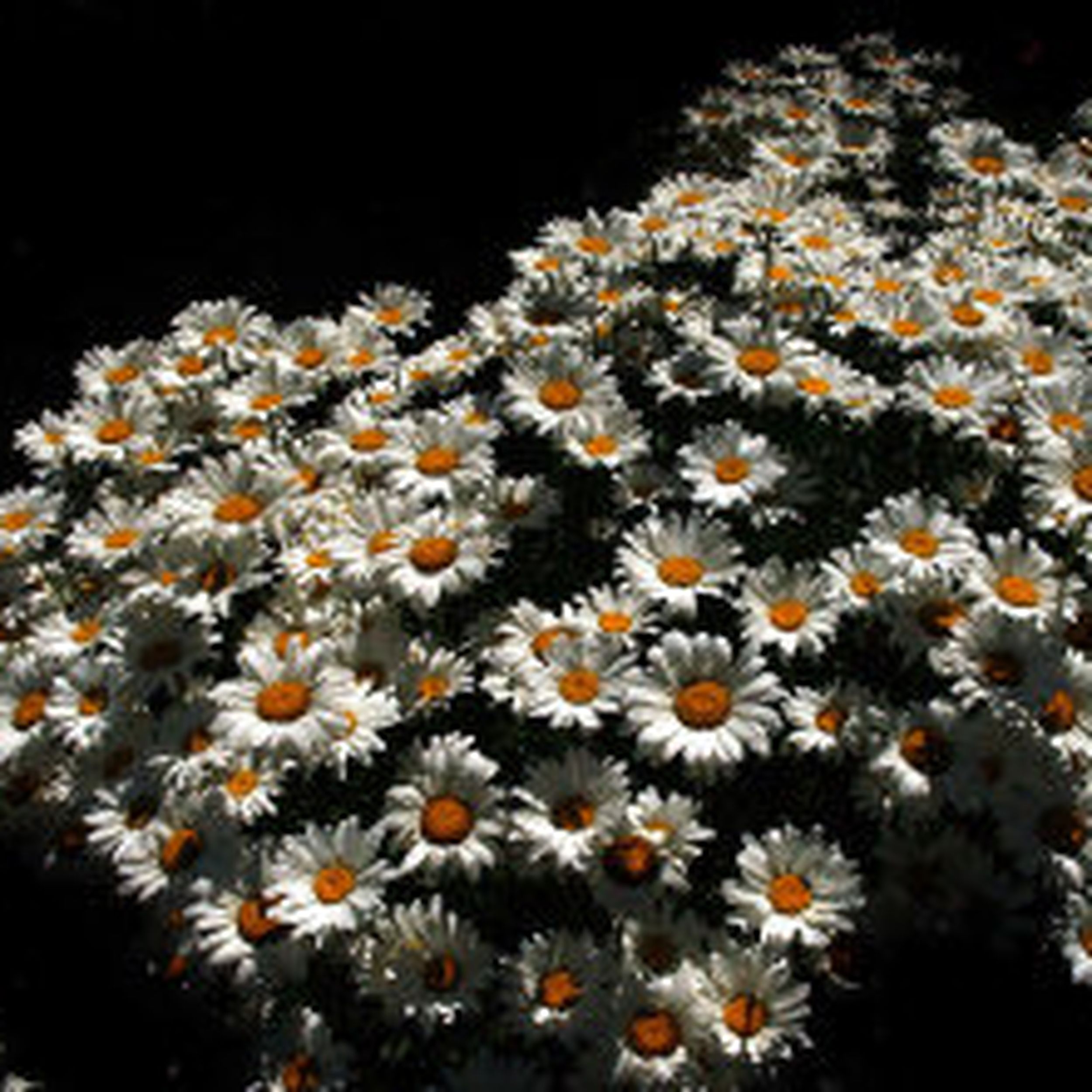 Shasta daisies at their best | The Spokesman-Review