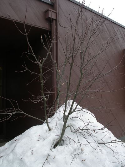 This vine maple tree at the WSU Extension was damaged when the roof of the building was shoveled during this season’s snowstorms. More damage is hidden under the snow. (PAT MUNTS / The Spokesman-Review)