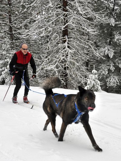 Winthrop-area skier Kip Roberts, formerly of Spokane, gets a workout with his canine companion on Cougar Bait Trail, one of several Methow Valley groomed nordic routes open to dogs. (Rich Landers)