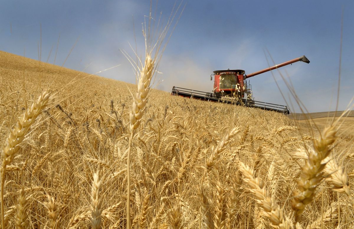 Curtis Coombs, of Ganguet Farms, harvests soft white winter wheat in the Spring Valley area northeast of Walla Walla on Friday. The harvest is in full swing with strong yields holding promise for a good production year.  (Christopher Anderson / The Spokesman-Review)