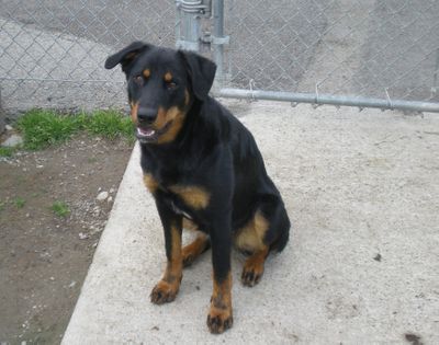 Photo courtesy of SCRAPS (Photo courtesy of SCRAPS / The Spokesman-Review)