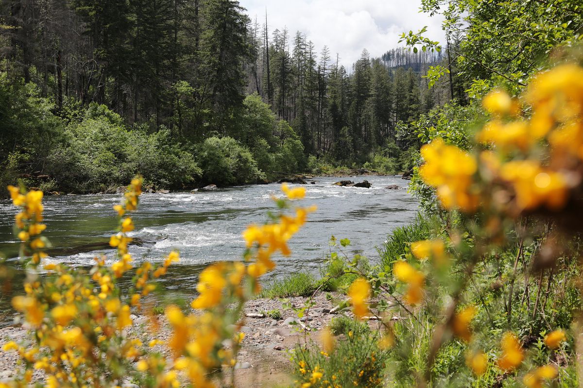 A view of the North Umpqua River from a riverbank at the Steamboat Inn. (Jamie Hale | The Oregonian)