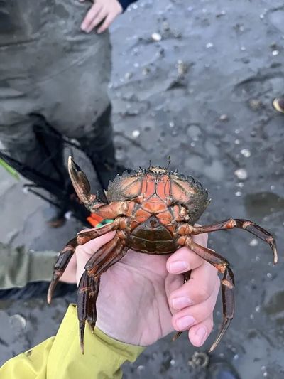 One of the European green crabs captured in Washington’s Skagit Bay.  (Courtesy of Swinomish Indian Tribal Community)