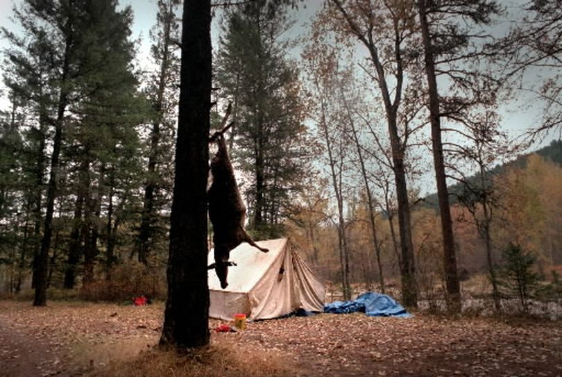 The hunt------A doe hangs from a tree in an abandoned hunting camp along the Kettle River near Curlew after the first full day of deer season. The town's population swells by hundreds as hunters from all areas descend here for the hunt. 