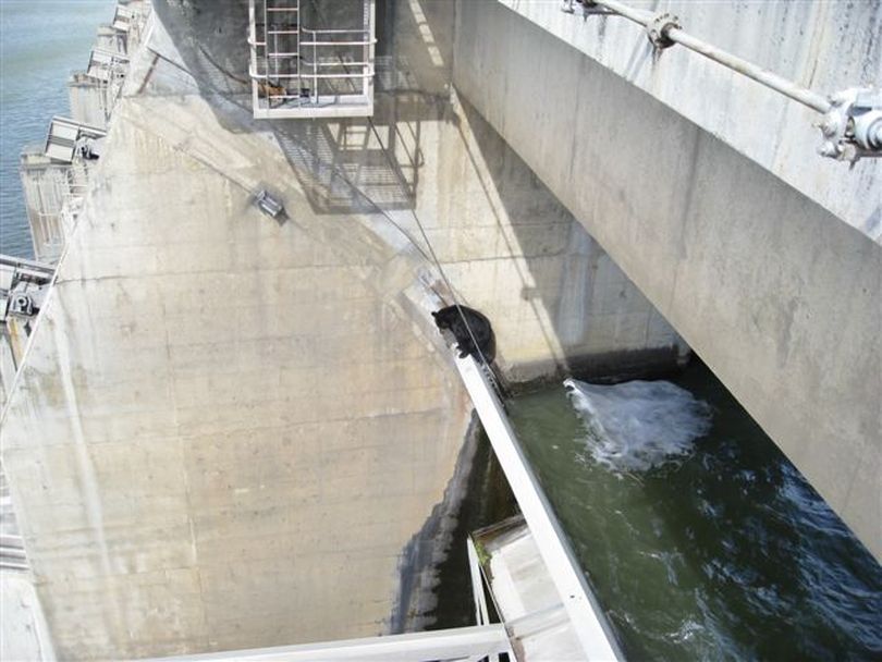 Officials kill bear swept into Columbia Dam | The Spokesman-Review