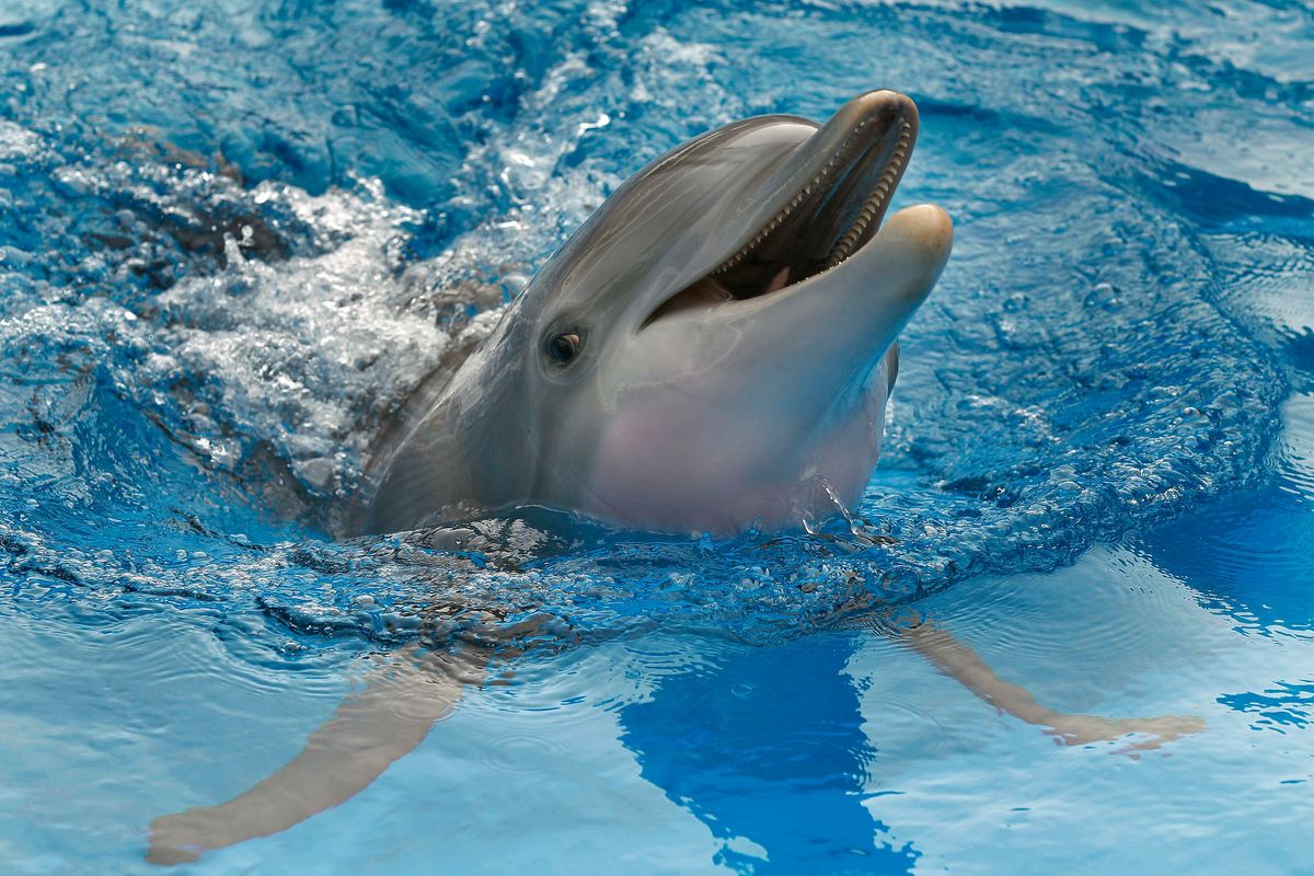 Winter the dolphin swims Aug. 31, 2011 in a tank in Clearwater, Fla. Winter starred in the "Dolphin Tale" movies has died at a Florida aquarium despite life-saving efforts by animal care experts. The Clearwater Marine Aquarium said the 16-year-old female bottlenose dolphin died Thursday, Nov. 11, 2021, while being treated for a gastrointestinal abnormality.  (Chris O