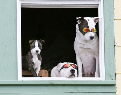 ORG XMIT: AKKET101 From left: Shinaku, Aksala and P.D. check out the scene on Stedman Street in Ketchikan, Alaska, on Monday, May 4, 2009, from a window of the Bayside Hotel building. The dogs' owner, Steve Mata, has been equipping his dogs with sunglasses for several years and they are the subject of much attention and many photos taken by cruise ship passengers and other visitors to the busy port town.  (AP photo/Ketchikan Daily News, Tom Miller) (Tom Miller / The Spokesman-Review)