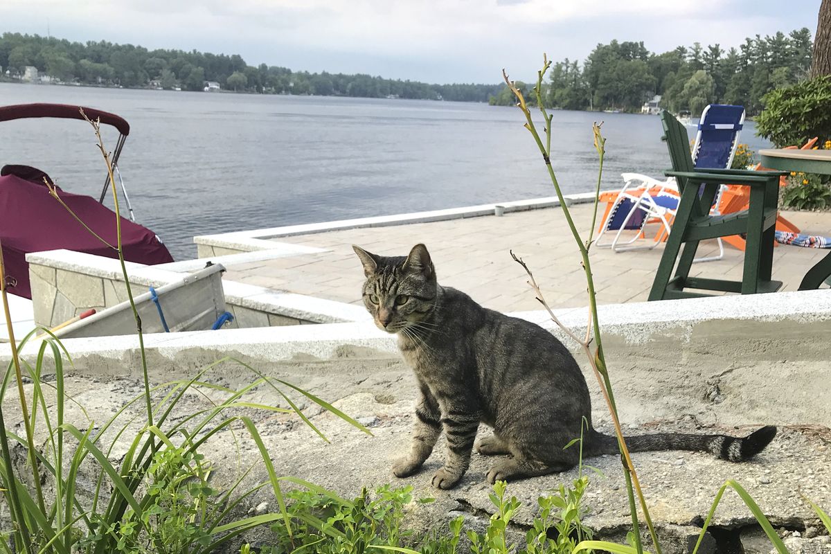 In this July 27, 2018 photo provided by Daryl Abbas, Arrow, a cat whose death has inspired legislation to put cats on equal footing with dogs, at least when they are run over, sits in Salem, N.H. Arrow