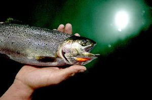 
Coeur d'Alene River cutthroats have the unusual tendency to spend winter and summer in the same stretch of stream.
 (File / The Spokesman-Review)