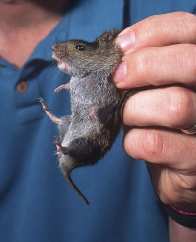 An Oregon State University researcher holds up a vole in 1990.  Gray-tailed voles, also known as field mice or meadow mice, are a perennial problem for Oregon farmers, but every few years their population explodes. In the Spokane area the vole population seems to have exploded after a mild early winter and snow cover. (Associated Press)