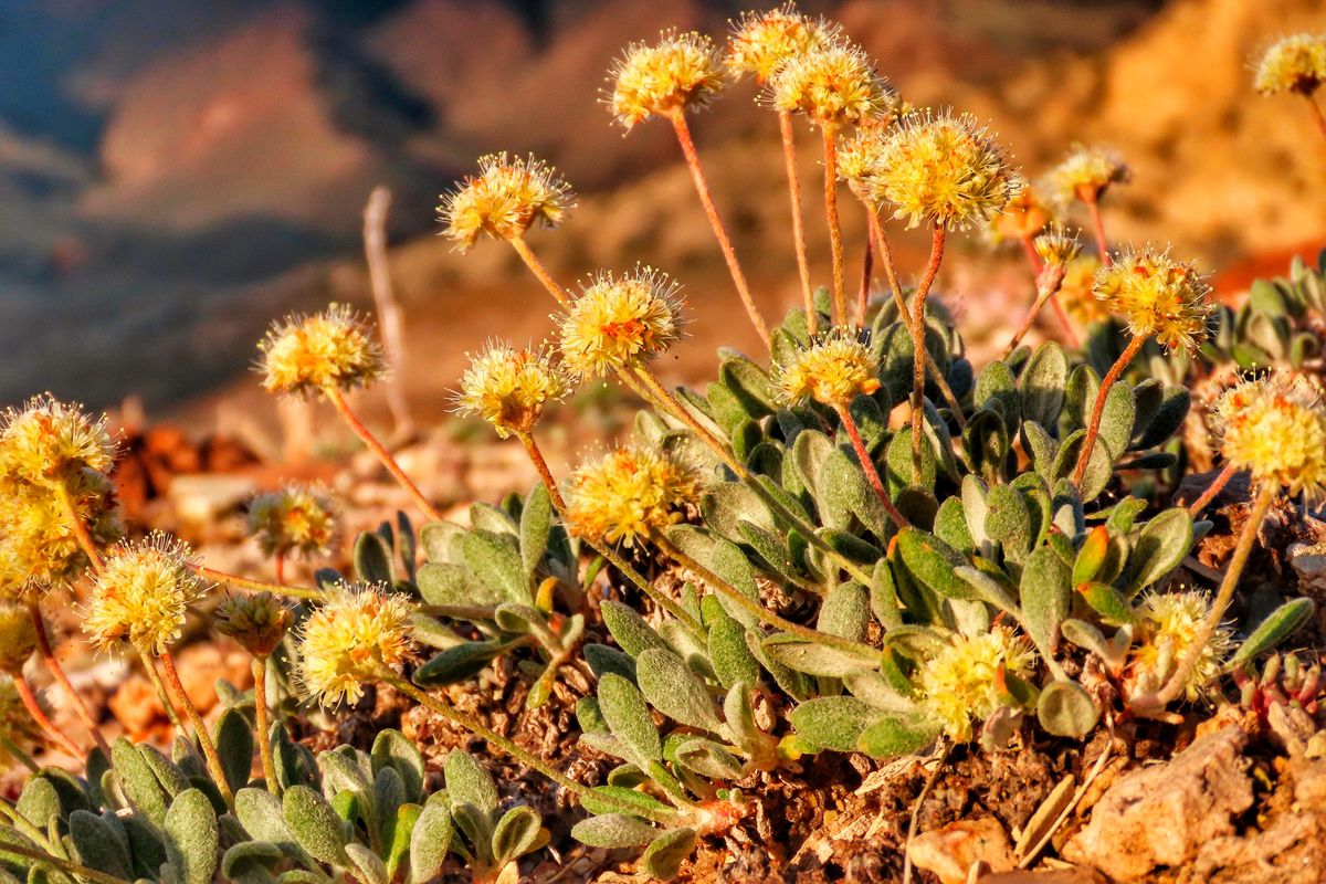 In this photo taken June 1, 2019, by Patrick Donnelly of the Center for Biological Diversity is the rare desert wildflower Tiehm’s buckwheat in the Silver Peak Range about 120 miles south of Reno, Nev. The U.S. Fish and Wildlife Service has proposed designating the high-desert range halfway between Reno and Las Vegas as critical habitat for the Tiehm’s buckwheat. It is also the site of a proposed lithium mine by the Australian-based Ioneer USA Corp. (Patrick Donnelly)