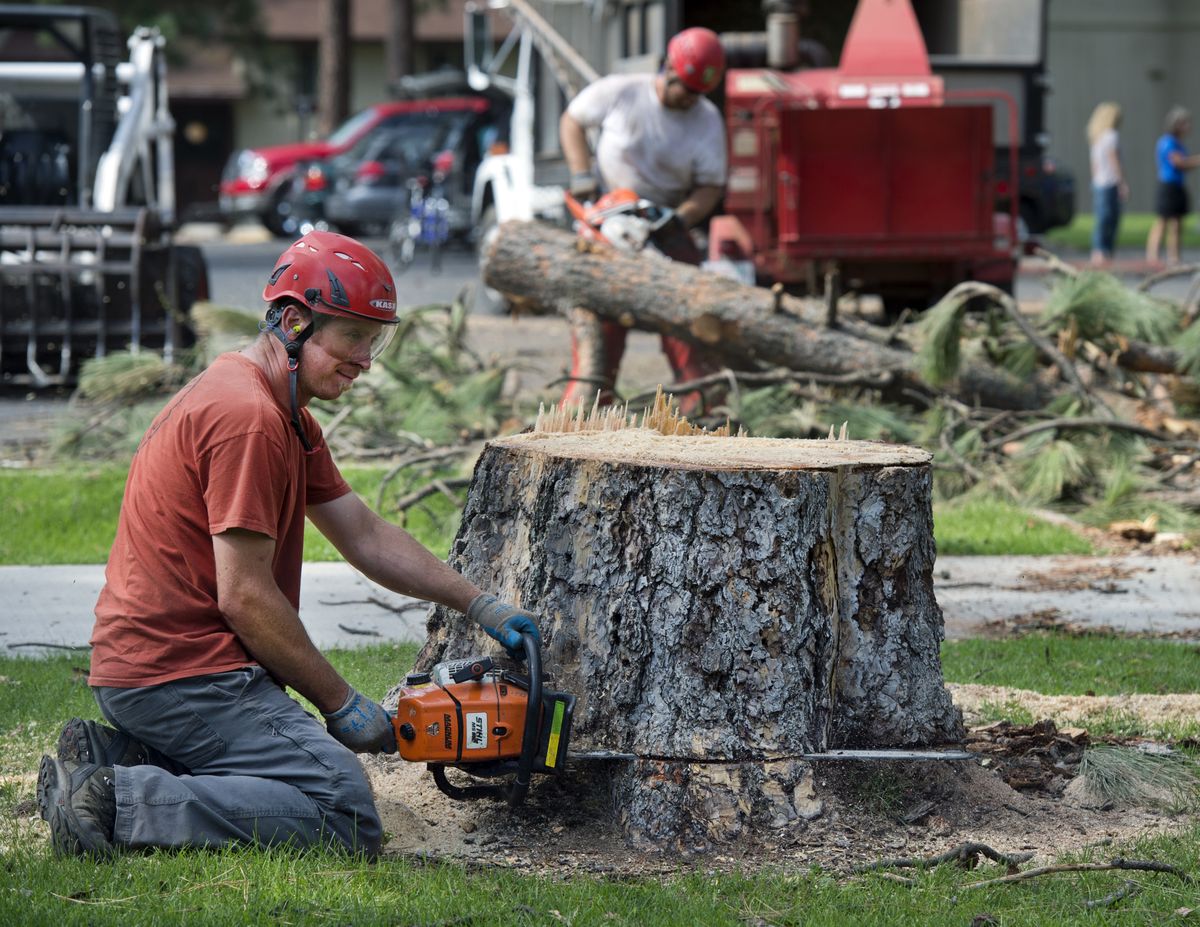 Paul Heindl, of Heindl Tree Care, and Matthew Mellott remove a storm-damaged tree on the Whitworth University campus on Aug. 14. (Dan Pelle)