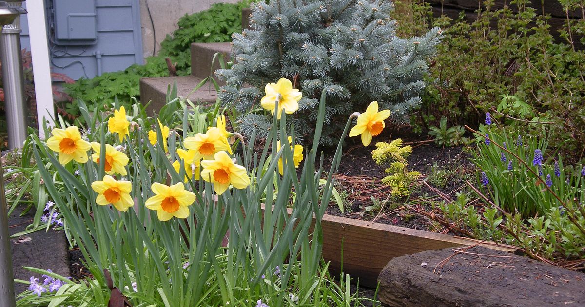 Gardening: Plant bulbs now for spring blooms