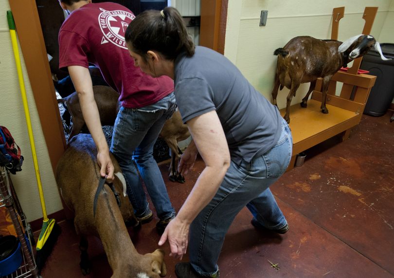 A goat waiting to be milked reacts as more goats push past Lorie Arnold, owner of Heron Pond Farm, and Corey Zalewski, left, who try to keep them from invading the milking room on Monday. Arnold said the goats typically are excited to be milked and some will try to force their way past others for a turn. (Tyler Tjomsland)