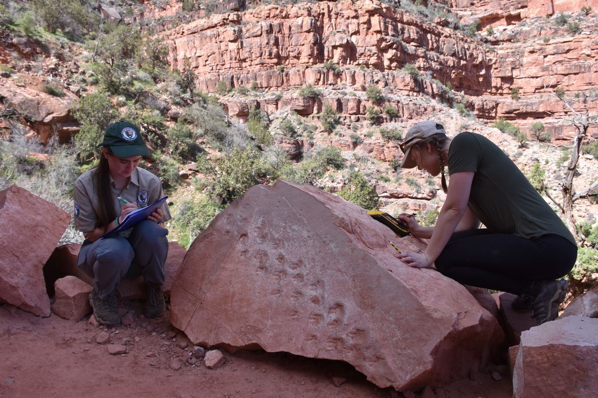 Grand Canyon National Park employees Klara Widrig, left, and Anne Miller examine a rock that revealed fossilized footprints. Some researchers have estimated the footprints are 313 million years old.  (HOGP)