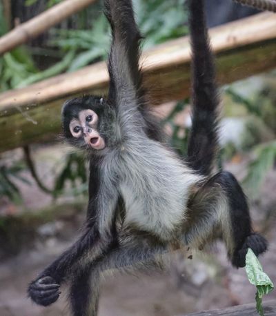 A Mexican spider monkey plays in the primate habitat at the Central Florida Zoo in Sanford, Florida, on Jan. 22, 2024. (Joe Burbank/Orlando Sentinel/TNS) (Joe Burbank/Orlando Sentinel/TNS)