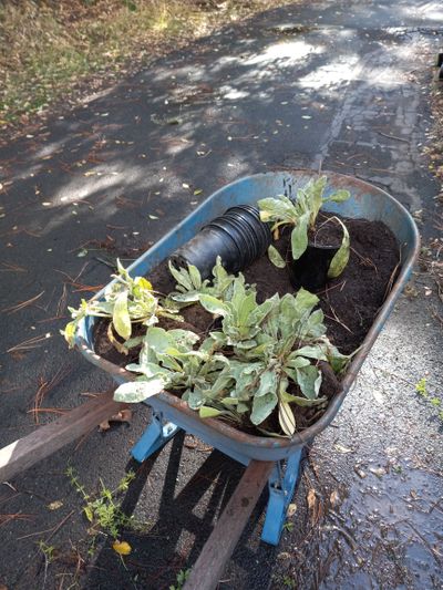 The fall sunlight highlights a wheelbarrow full of rose campion plants dug from Pat Munts’ garden that will find new homes with friends before the ground freezes solid.  (Pat Munts/For The Spokesman-Review)