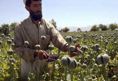 
A farmer collects resin from poppies in a poppy field east of Kabul last April. Associated Press
 (Associated Press / The Spokesman-Review)