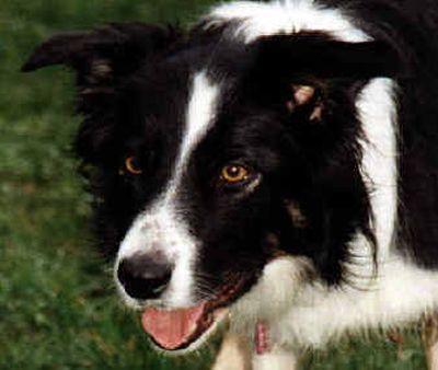 
Among other specifiic traits, an intense gaze, known as eye, is part of border collies genetic herding behavior.Among other specifiic traits, an intense gaze, known as eye, is part of border collies genetic herding behavior.
 (File/Associated PressFile/Associated Press / The Spokesman-Review)