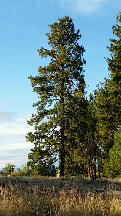 A healthy ponderosa pine stands near Deep Creek Falls. But in an exceptionally dry year like this one, trees were dropping needles and leaves by early August, two months out from the fall rains. (COURTESY PHOTO / Courtesy photo)