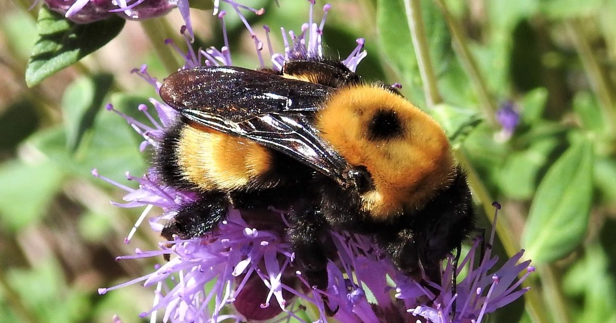 Cool Critters: April, fit for a queen (bee)