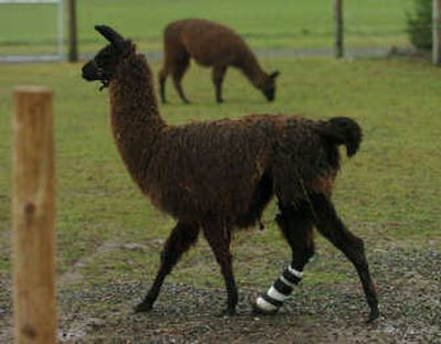
Monroe, a male llama, walks in a pasture outside of Ferndale, Wash., on Nov. 7. Monroe was rescued from a Ferndale llama farm last March and now wears a brace.Associated Press
 (Associated Press / The Spokesman-Review)