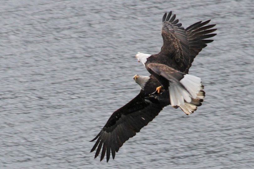 Bald eagles tussle in the air for control of a kokanee one had snagged from the water with its talons in the Wolf Lodge Bay area of Lake Coeur d'Alene. (Carlene Hardt)