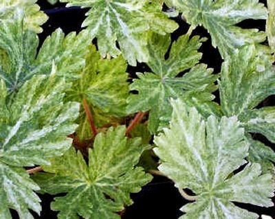 
The geranium Margaret Wilson prefers part shade. Courtesy of Pat Munts
 (Courtesy of Pat Munts / The Spokesman-Review)
