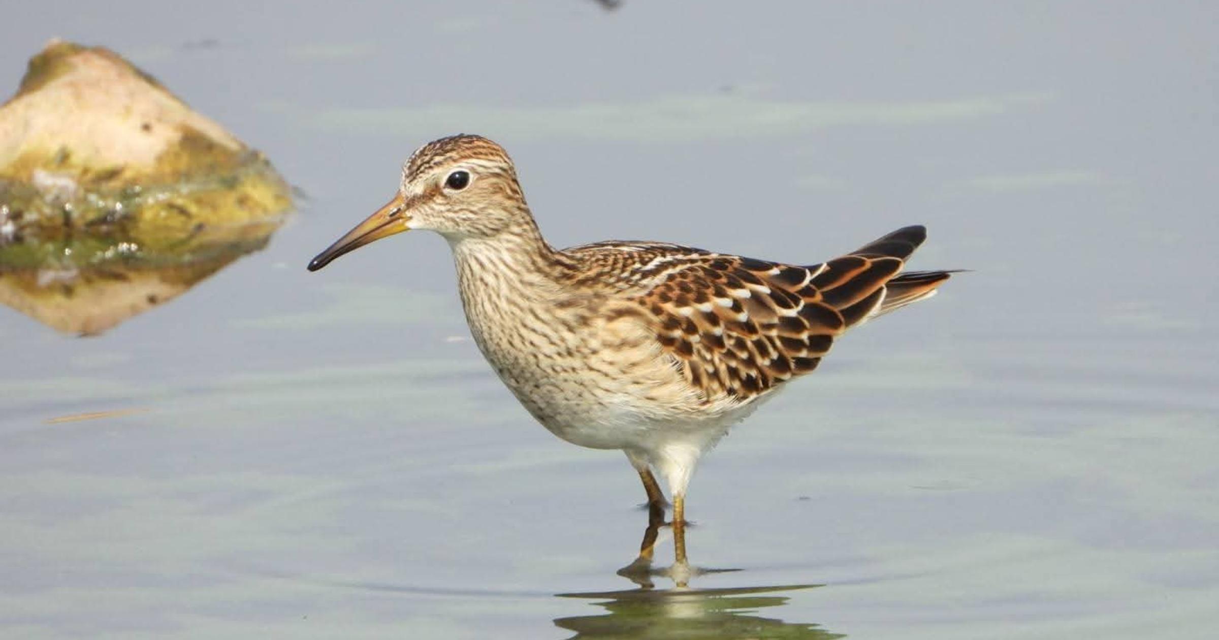 Cool Critters: Visiting pectoral sandpipers are migration superstars and speed-dating fanatics