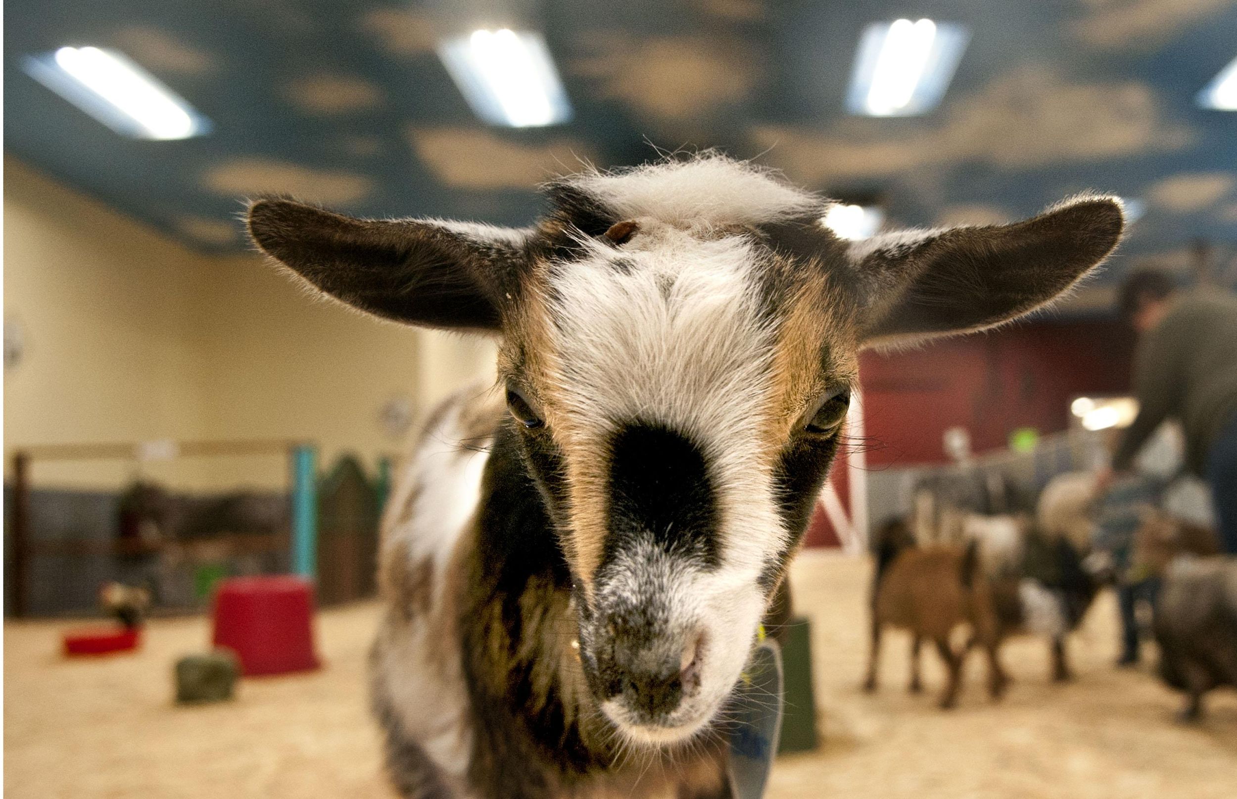 ‘They call it their happy place’ Indoor petting zoo draws animal