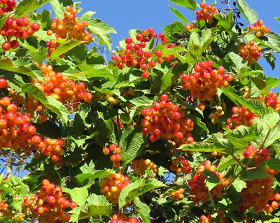 The berries of the American cranberry bush (Viburnum trilobum) attract birds during the winter months. (SUSAN MULVIHILL Special to Home)