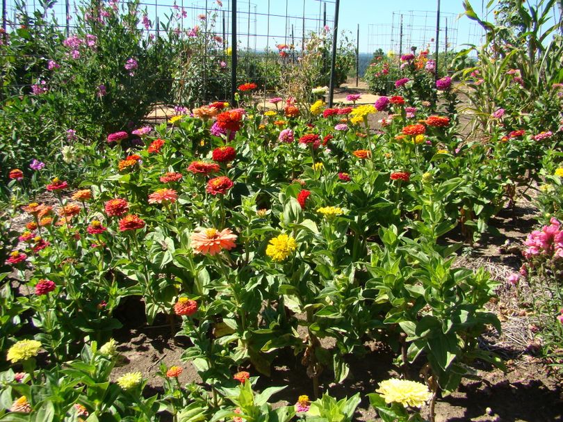 Zinnias ready to be cut for bouquets: growing wedding flowers is worth the effort.  (Maggie Bullock)