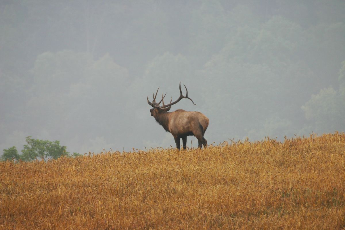 A bull elk bugles from atop a mountain in eastern Kentucky. (Dan Crank / Kentucky Department of Fish and Wildlife)