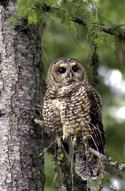 A northern spotted owl is seen in 2003 in the Deschutes National Forest in Oregon.  (File Associated Press / The Spokesman-Review)