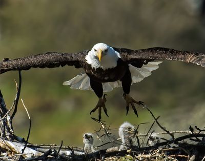 A father eagle launches from his nest in pursuit of two merganser ducks on April 16, 2021. Jerry Rolwes took this photo. The two ducks managed to escape the attacking eagle, Rolwes said.   (Courtesy of Jerry Rolwes)