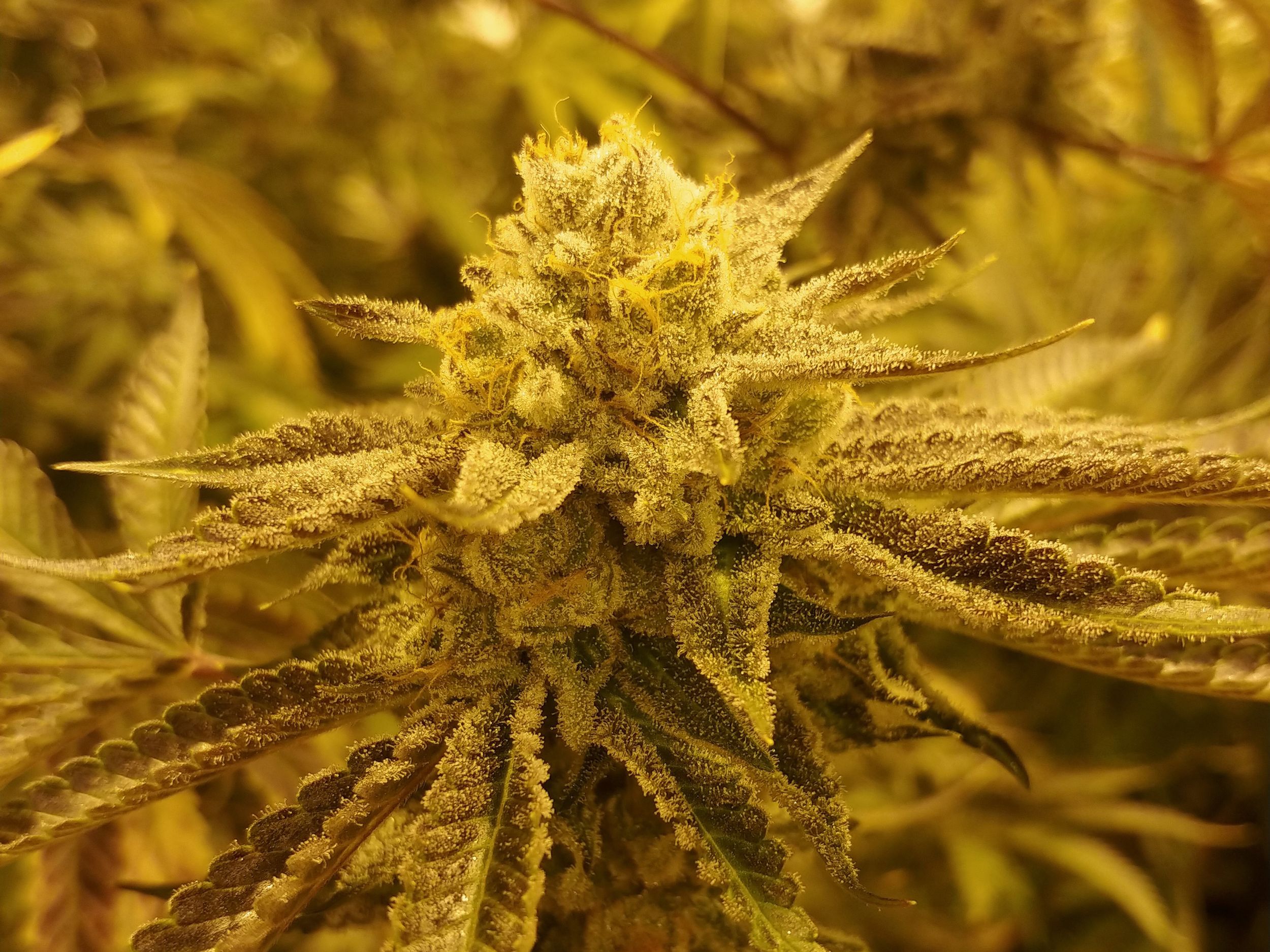 Strain of the Month Mimosa The SpokesmanReview