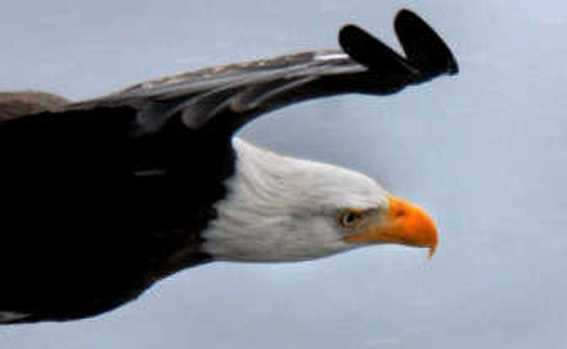 
A mature bald eagle cruises above the cold water looking for kokanee at Lake Coeur d'Alene. 
 (Photos by Brian Plonka / The Spokesman-Review)