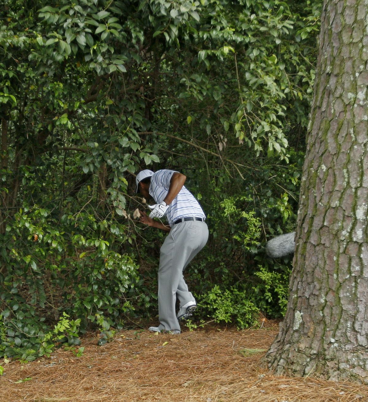 Tiger Woods goes into the woods off the second fairway to find his ball. He’s tied for 10th at 4 under.  (Associated Press / The Spokesman-Review)