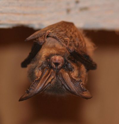 A Townsend's big-eared bat dangles from a perch. Despite their fearsome reputation, bats are rarely a threat to humans and fill a vital ecological role in many ecosystems.   (BOB DAVIES PHOTO COURTESY OF WASHINGTON DEPARTMENT OF FISH AND WILDLIFE)