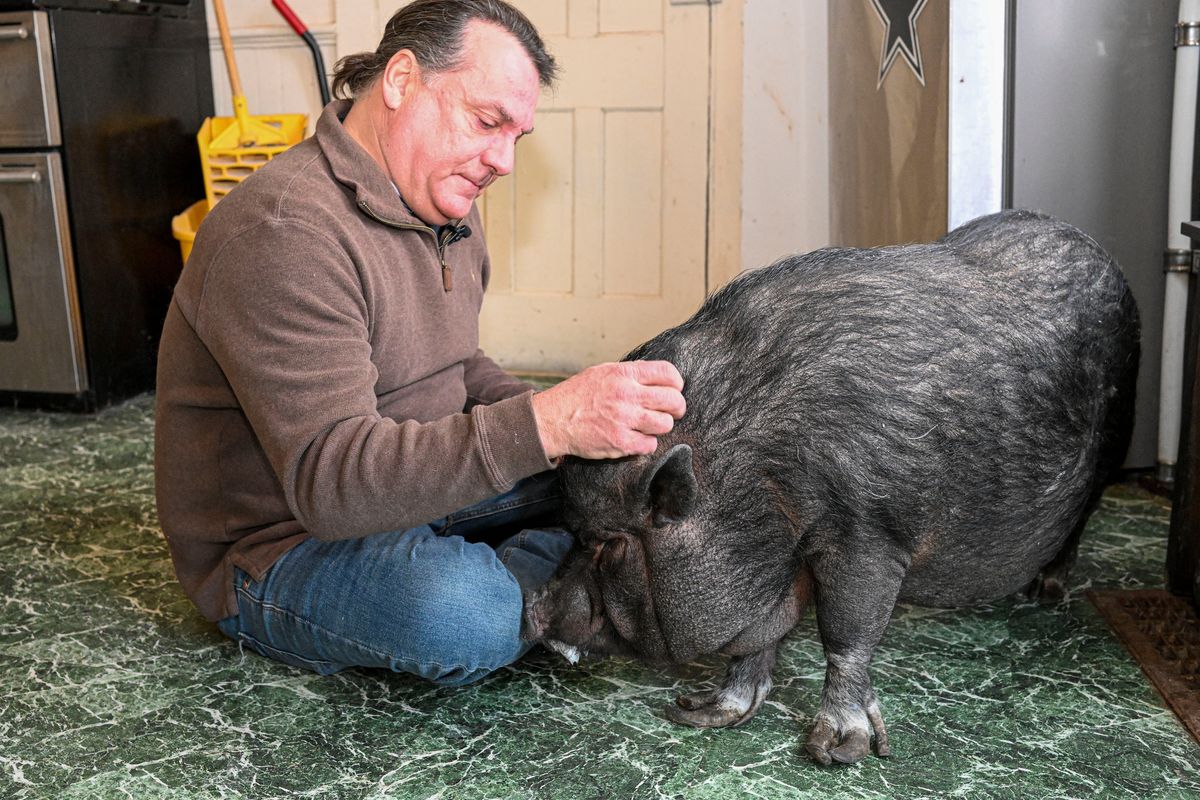 Wyverne Flatt who is fighting to keep his pot-bellied pig Ellie as an emotional support animal poses for a photograph at his home Wednesday in Canajoharie, N.Y.  (Hans Pennink)