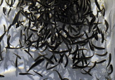 Wild rainbow trout swim in a run at the small state fish hatchery in Colville on Thursday.  The hatchery is on the chopping block because of state budget cuts.  (Jesse Tinsley / The Spokesman-Review)