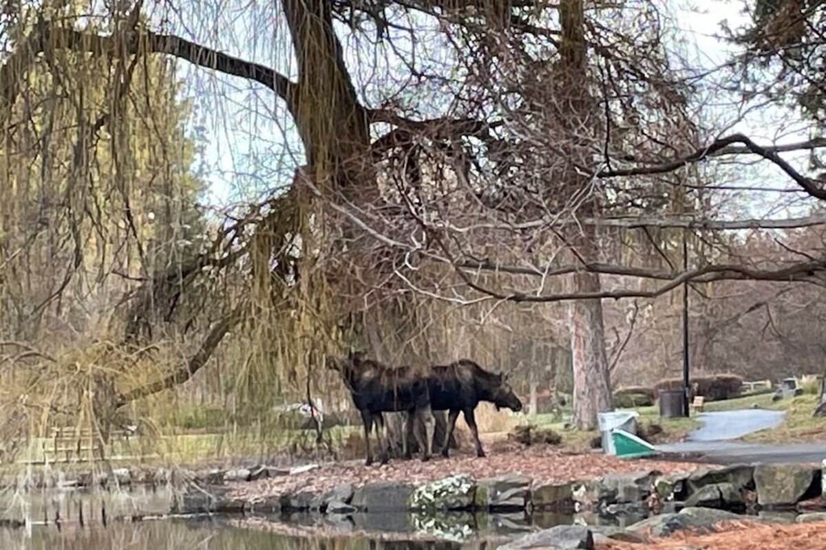 Two young moose hang out in Manito Park over the weekend. (ADRIAN ROGERS/COURTESY PHOTO)