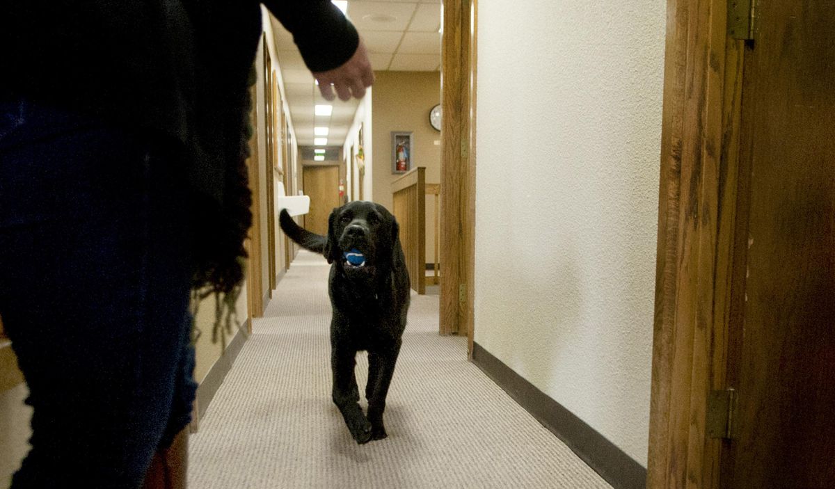 Peggy Frye, the Victim Witness Unit coordinator/dog handler plays with Ken, courthouse facility  dog, at the Bonner County Prosecuting Attorneys Office on Monday, Nov. 23, 2015. Ken was present in a  courtroom earlier that morning to provide  support for a woman giving a victim impact statement. (Kathy Plonka / The Spokesman-Review)