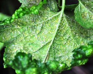 Adult ash aphids infest the bottom of this currant plant leaf. (Pat Munts/SR photo)